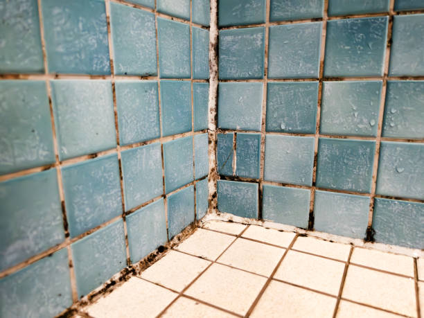 Trusted Haw River, NC Mold Removal Experts